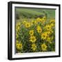 Washington, Kamiak Butte County Park. Douglas's Sunflowers Scenic-Don Paulson-Framed Photographic Print