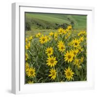 Washington, Kamiak Butte County Park. Douglas's Sunflowers Scenic-Don Paulson-Framed Photographic Print