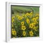 Washington, Kamiak Butte County Park. Douglas's Sunflowers Scenic-Don Paulson-Framed Photographic Print