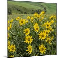 Washington, Kamiak Butte County Park. Douglas's Sunflowers Scenic-Don Paulson-Mounted Photographic Print