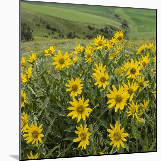 Washington, Kamiak Butte County Park. Douglas's Sunflowers Scenic-Don Paulson-Mounted Photographic Print