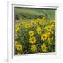 Washington, Kamiak Butte County Park. Douglas's Sunflowers Scenic-Don Paulson-Framed Photographic Print