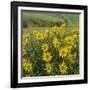 Washington, Kamiak Butte County Park. Douglas's Sunflowers Scenic-Don Paulson-Framed Photographic Print