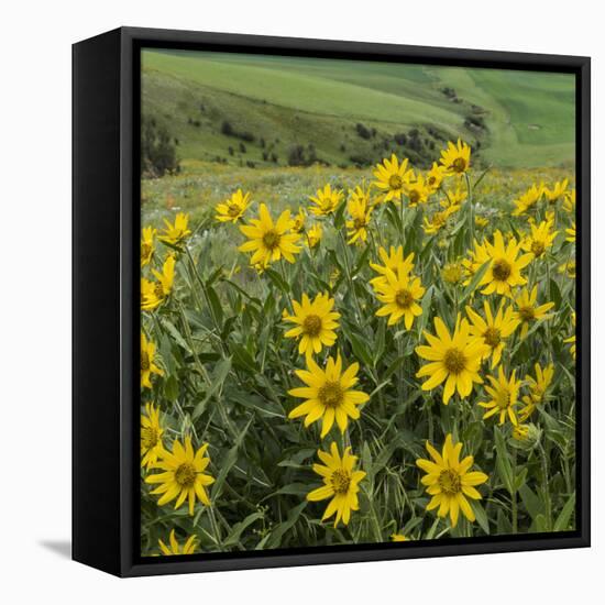 Washington, Kamiak Butte County Park. Douglas's Sunflowers Scenic-Don Paulson-Framed Stretched Canvas