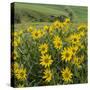 Washington, Kamiak Butte County Park. Douglas's Sunflowers Scenic-Don Paulson-Stretched Canvas