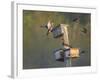 Washington, Lake Sammamish. Wood Duck Male and Female Visit Nestboxes Occupied by Purple Martin-Gary Luhm-Framed Photographic Print