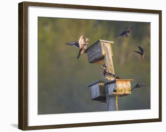 Washington, Lake Sammamish. Wood Duck Male and Female Visit Nestboxes Occupied by Purple Martin-Gary Luhm-Framed Photographic Print