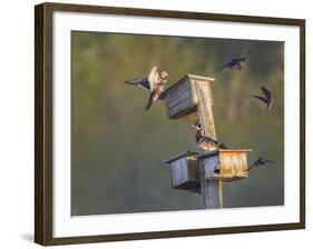 Washington, Lake Sammamish. Wood Duck Male and Female Visit Nestboxes Occupied by Purple Martin-Gary Luhm-Framed Photographic Print