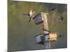 Washington, Lake Sammamish. Wood Duck Male and Female Visit Nestboxes Occupied by Purple Martin-Gary Luhm-Mounted Photographic Print