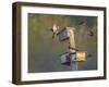 Washington, Lake Sammamish. Wood Duck Male and Female Visit Nestboxes Occupied by Purple Martin-Gary Luhm-Framed Photographic Print