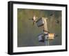 Washington, Lake Sammamish. Wood Duck Male and Female Visit Nestboxes Occupied by Purple Martin-Gary Luhm-Framed Photographic Print