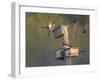 Washington, Lake Sammamish. Wood Duck Male and Female Visit Nestboxes Occupied by Purple Martin-Gary Luhm-Framed Photographic Print