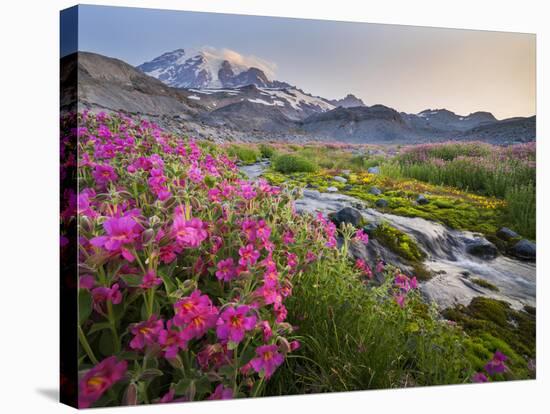 Washington, Lewis's Monkeyflower Along Panorama Trail and Paradise River, Mt. Rainier National Park-Gary Luhm-Stretched Canvas