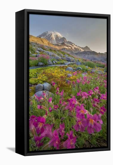 Washington, Lewis's Monkeyflower Along Panorama Trail and Paradise River, Mt. Rainier National Park-Gary Luhm-Framed Stretched Canvas