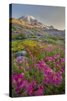 Washington, Lewis's Monkeyflower Along Panorama Trail and Paradise River, Mt. Rainier National Park-Gary Luhm-Stretched Canvas