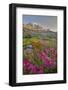 Washington, Lewis's Monkeyflower Along Panorama Trail and Paradise River, Mt. Rainier National Park-Gary Luhm-Framed Photographic Print