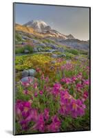 Washington, Lewis's Monkeyflower Along Panorama Trail and Paradise River, Mt. Rainier National Park-Gary Luhm-Mounted Photographic Print