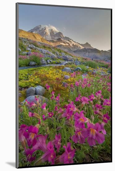 Washington, Lewis's Monkeyflower Along Panorama Trail and Paradise River, Mt. Rainier National Park-Gary Luhm-Mounted Photographic Print