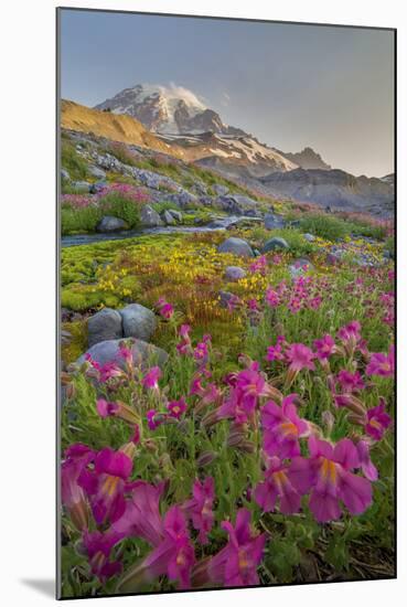 Washington, Lewis's Monkeyflower Along Panorama Trail and Paradise River, Mt. Rainier National Park-Gary Luhm-Mounted Photographic Print