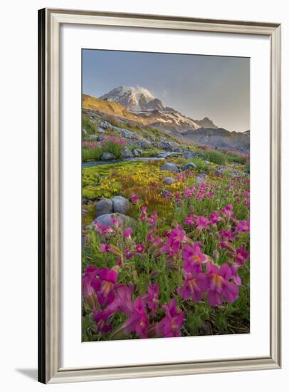 Washington, Lewis's Monkeyflower Along Panorama Trail and Paradise River, Mt. Rainier National Park-Gary Luhm-Framed Photographic Print