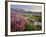 Washington, Lewis's Monkeyflower Along Panorama Trail and Paradise River, Mt. Rainier National Park-Gary Luhm-Framed Photographic Print