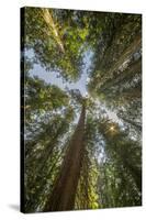 Washington, Looking Up Toward Tall, Mature, Old Growth Conifers at Grove of the Patriarchs-Gary Luhm-Stretched Canvas