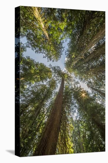 Washington, Looking Up Toward Tall, Mature, Old Growth Conifers at Grove of the Patriarchs-Gary Luhm-Stretched Canvas