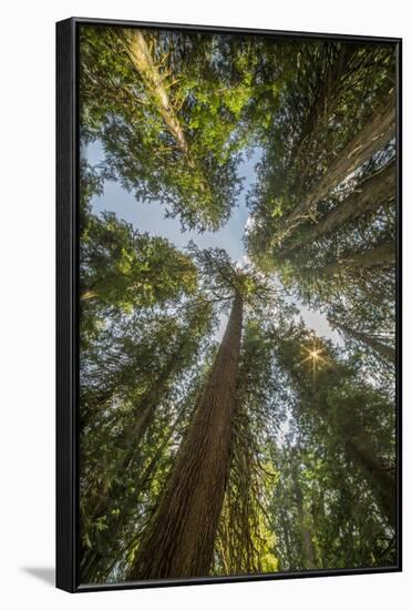 Washington, Looking Up Toward Tall, Mature, Old Growth Conifers at Grove of the Patriarchs-Gary Luhm-Framed Photographic Print