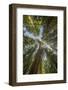 Washington, Looking Up Toward Tall, Mature, Old Growth Conifers at Grove of the Patriarchs-Gary Luhm-Framed Photographic Print