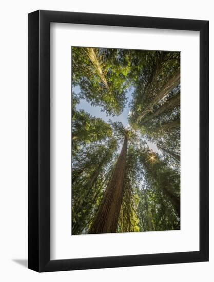 Washington, Looking Up Toward Tall, Mature, Old Growth Conifers at Grove of the Patriarchs-Gary Luhm-Framed Photographic Print