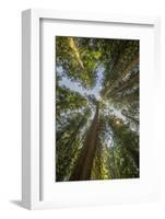 Washington, Looking Up Toward Tall, Mature, Old Growth Conifers at Grove of the Patriarchs-Gary Luhm-Framed Photographic Print