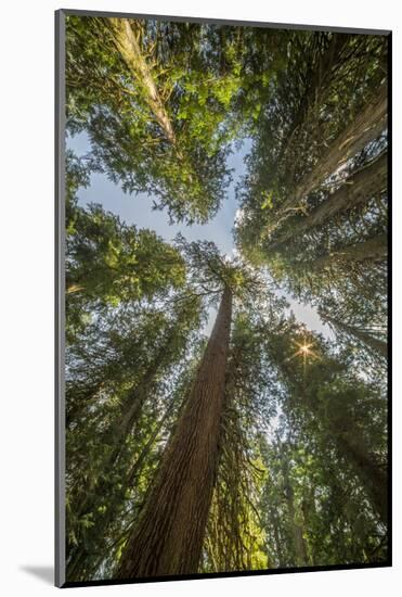 Washington, Looking Up Toward Tall, Mature, Old Growth Conifers at Grove of the Patriarchs-Gary Luhm-Mounted Photographic Print