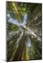 Washington, Looking Up Toward Tall, Mature, Old Growth Conifers at Grove of the Patriarchs-Gary Luhm-Mounted Photographic Print