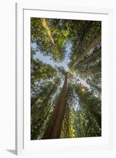 Washington, Looking Up Toward Tall, Mature, Old Growth Conifers at Grove of the Patriarchs-Gary Luhm-Framed Photographic Print