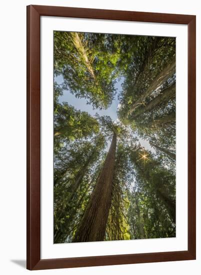 Washington, Looking Up Toward Tall, Mature, Old Growth Conifers at Grove of the Patriarchs-Gary Luhm-Framed Photographic Print