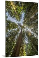 Washington, Looking Up Toward Tall, Mature, Old Growth Conifers at Grove of the Patriarchs-Gary Luhm-Mounted Photographic Print