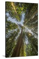 Washington, Looking Up Toward Tall, Mature, Old Growth Conifers at Grove of the Patriarchs-Gary Luhm-Stretched Canvas