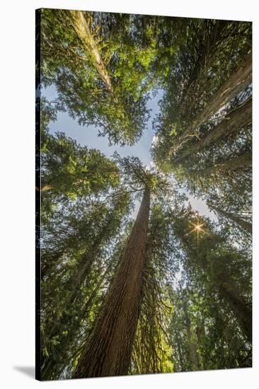 Washington, Looking Up Toward Tall, Mature, Old Growth Conifers at Grove of the Patriarchs-Gary Luhm-Stretched Canvas