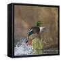 Washington, Male Mallard Duck Takes Flight Off Lake Washington on Union Bay. Seattle-Gary Luhm-Framed Stretched Canvas