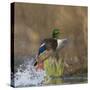 Washington, Male Mallard Duck Takes Flight Off Lake Washington on Union Bay. Seattle-Gary Luhm-Stretched Canvas