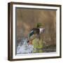 Washington, Male Mallard Duck Takes Flight Off Lake Washington on Union Bay. Seattle-Gary Luhm-Framed Photographic Print