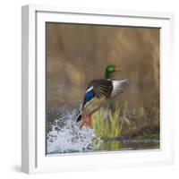 Washington, Male Mallard Duck Takes Flight Off Lake Washington on Union Bay. Seattle-Gary Luhm-Framed Photographic Print