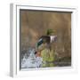 Washington, Male Mallard Duck Takes Flight Off Lake Washington on Union Bay. Seattle-Gary Luhm-Framed Photographic Print