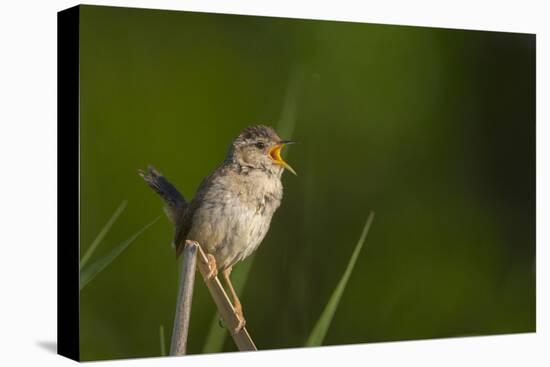 Washington, Male Marsh Wren Sings from a Grass Perch in a Marsh on Lake Washington-Gary Luhm-Stretched Canvas