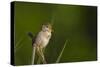 Washington, Male Marsh Wren Sings from a Grass Perch in a Marsh on Lake Washington-Gary Luhm-Stretched Canvas