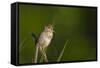 Washington, Male Marsh Wren Sings from a Grass Perch in a Marsh on Lake Washington-Gary Luhm-Framed Stretched Canvas