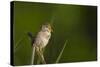 Washington, Male Marsh Wren Sings from a Grass Perch in a Marsh on Lake Washington-Gary Luhm-Stretched Canvas