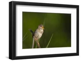 Washington, Male Marsh Wren Sings from a Grass Perch in a Marsh on Lake Washington-Gary Luhm-Framed Premium Photographic Print