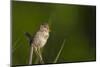 Washington, Male Marsh Wren Sings from a Grass Perch in a Marsh on Lake Washington-Gary Luhm-Mounted Premium Photographic Print