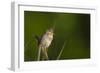 Washington, Male Marsh Wren Sings from a Grass Perch in a Marsh on Lake Washington-Gary Luhm-Framed Photographic Print